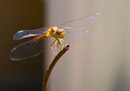 dragonfly baby