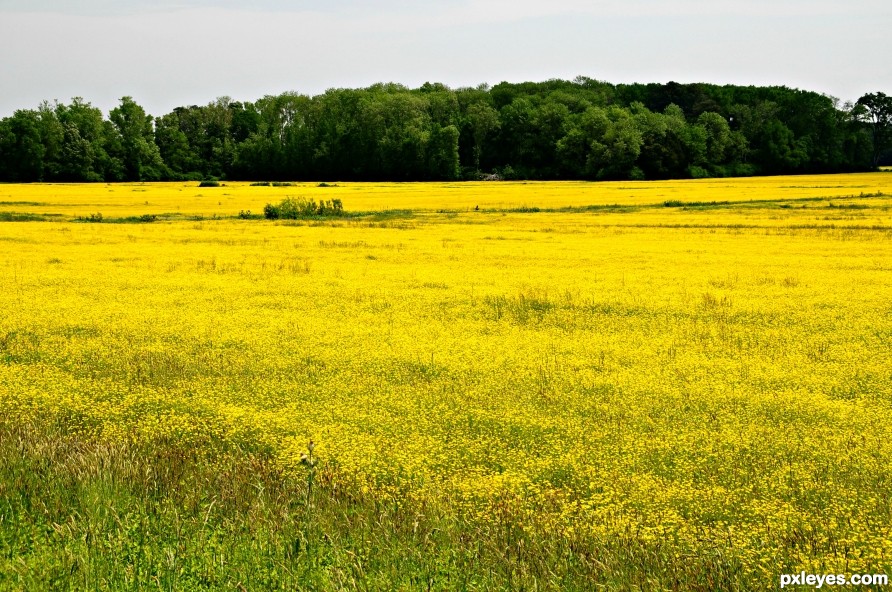 Dramatic Yellow