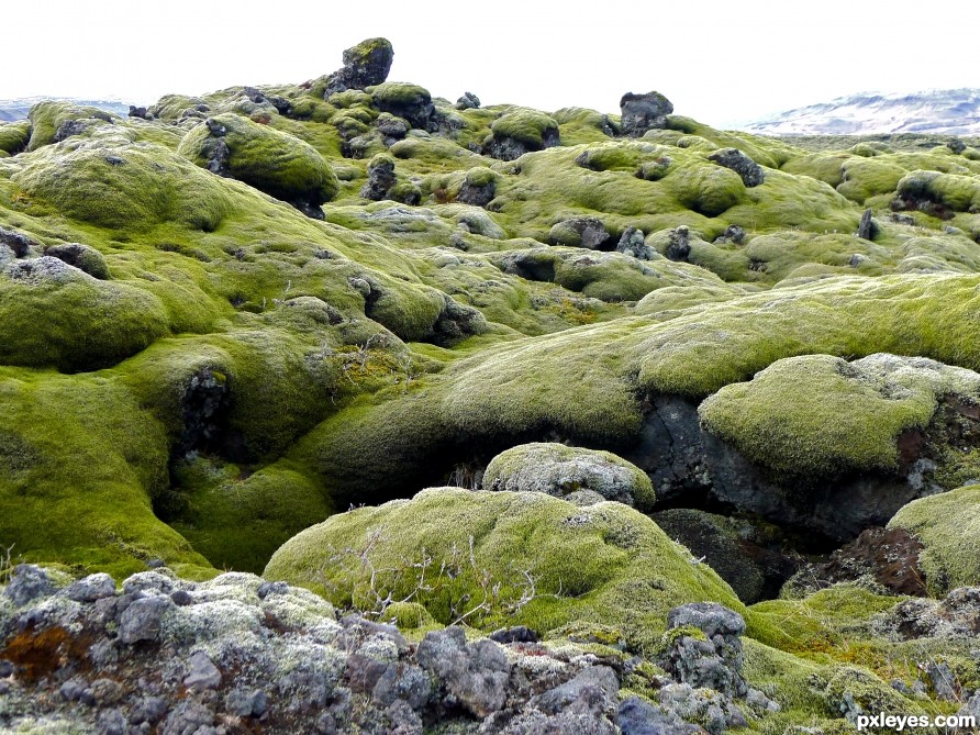 moss on lava