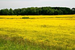 Dramatic Yellow