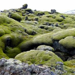 mossonlava