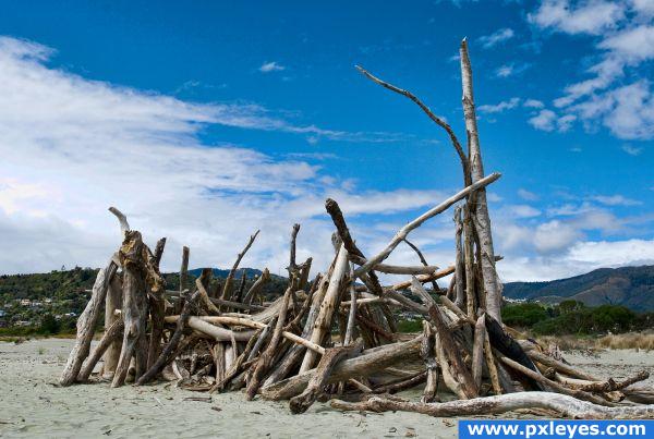 A lot of driftwood