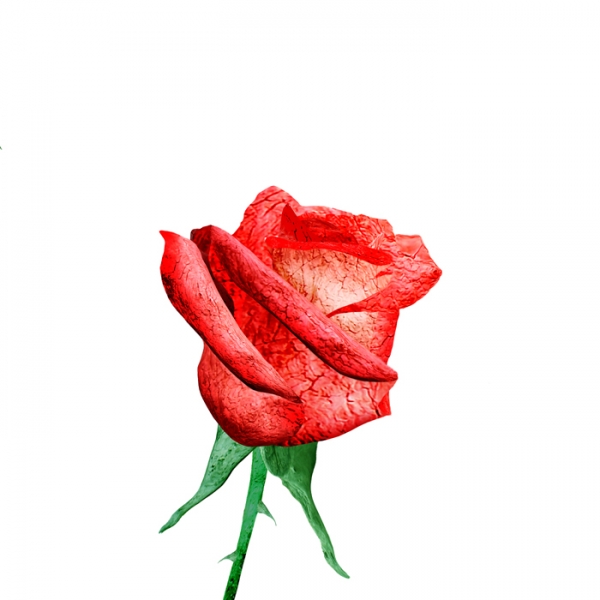 Creation of Drift Roses: Step 6