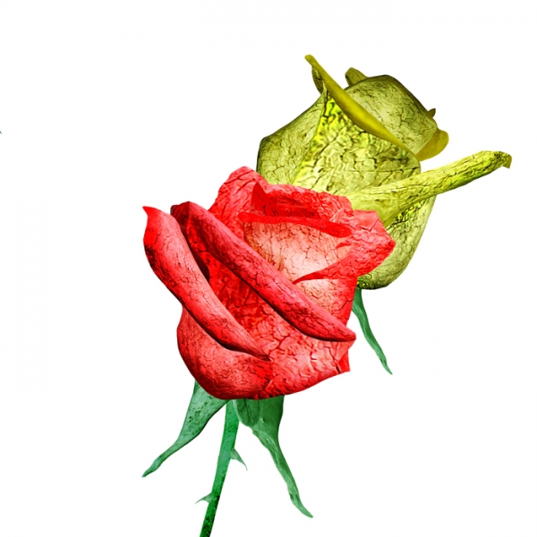 Creation of Drift Roses: Step 7
