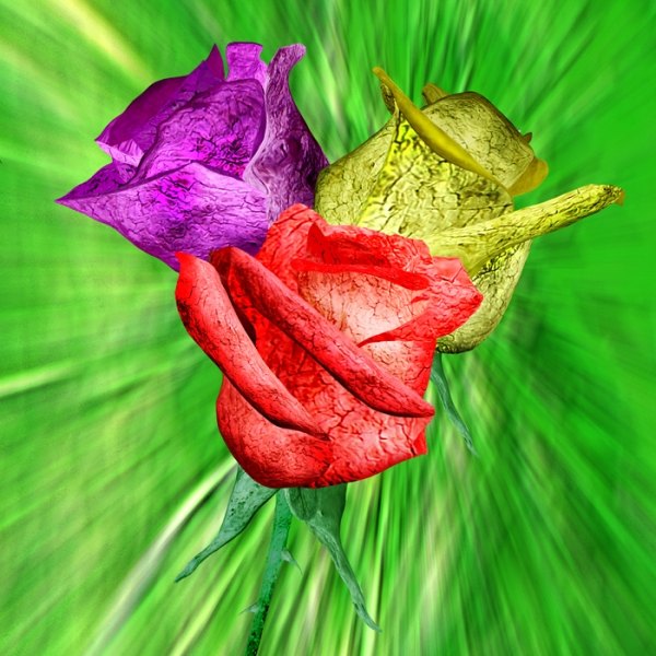 Creation of Drift Roses: Step 11