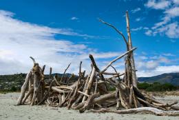 A lot of driftwood