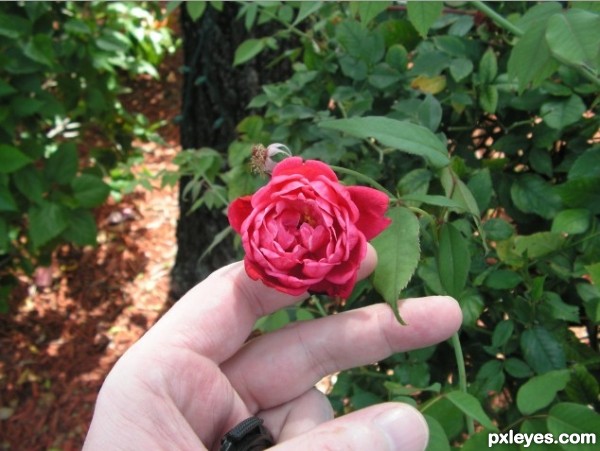 Creation of Rose Petal Nibblers: Step 1