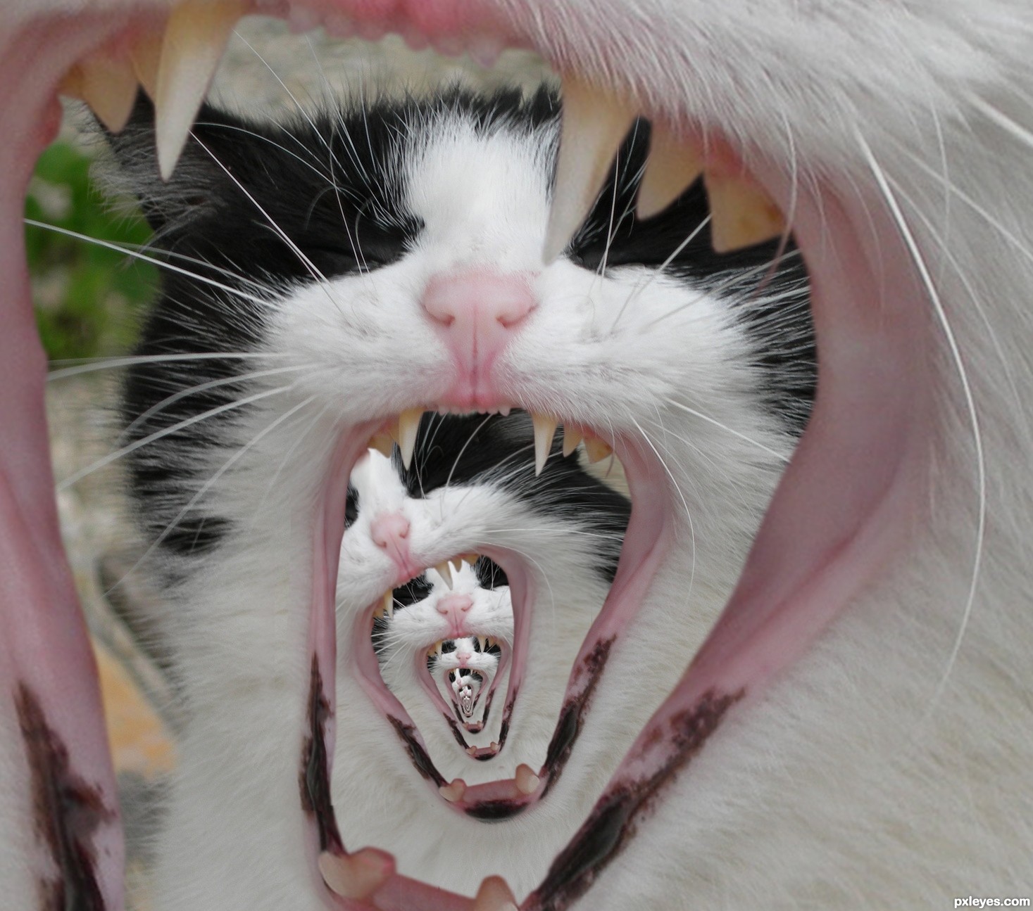 Cat Contest Pictures made with Photoshop - Image Page 9 ...