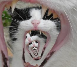 angrycat