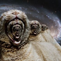 Catception Picture
