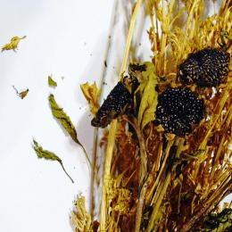 Sunflowers and Celery