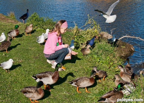 ducks and sea gulls