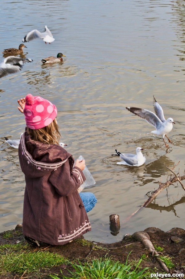 feeding birds