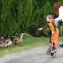 duck feeding photography contest