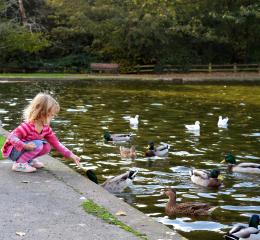 duck feeding