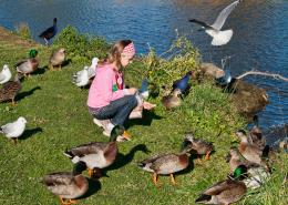 ducks and sea gulls