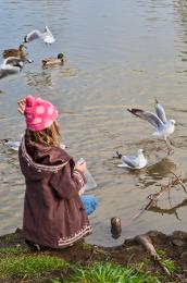 feeding birds