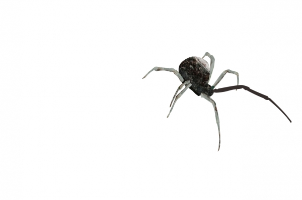 Creation of Spider: Step 2
