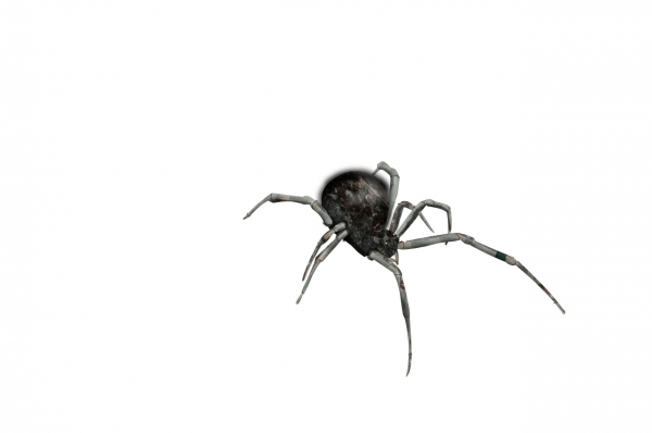 Creation of Spider: Step 3