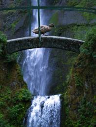 Crossing the Waterfall.  Picture