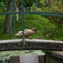 duck photoshop contest
