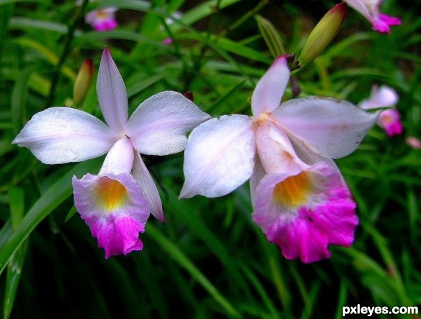 Creation of CAN it be Orchids???: Step 1