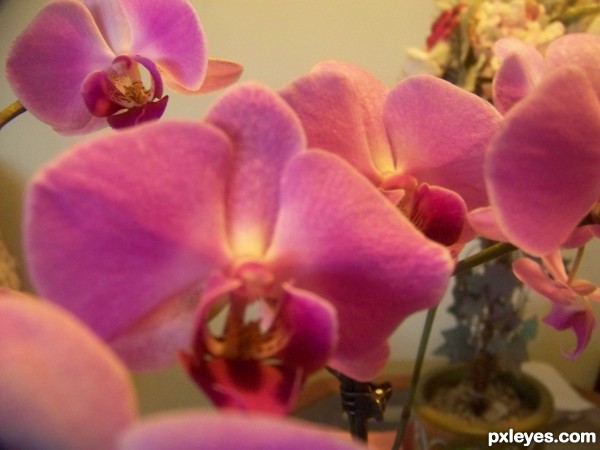 Creation of CAN it be Orchids???: Step 2