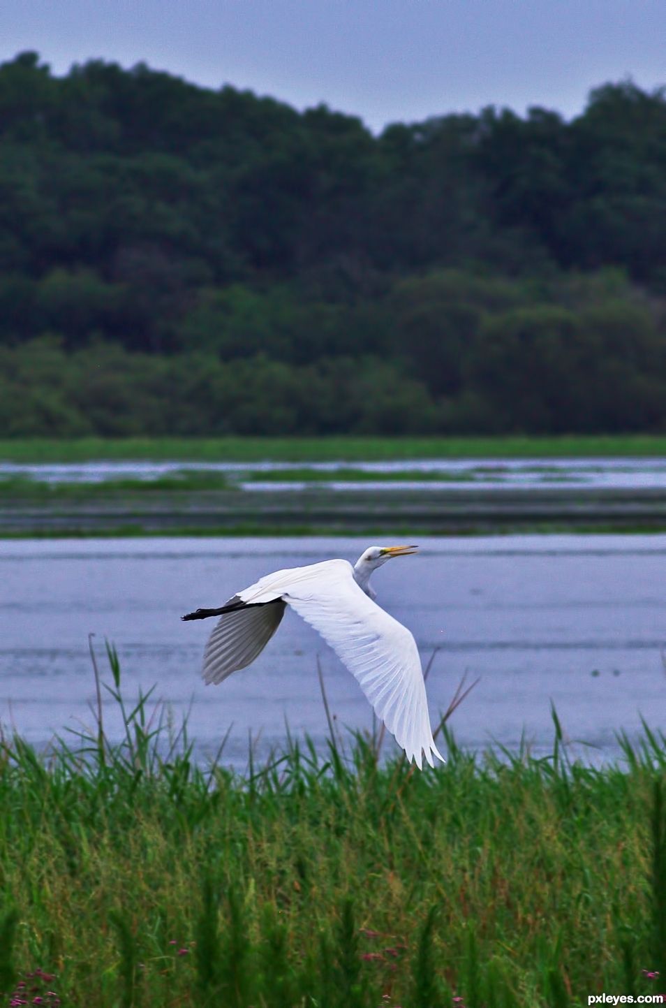 Egret