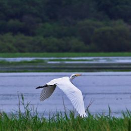 Egret