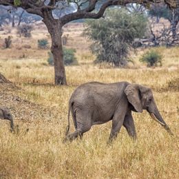 Elephants