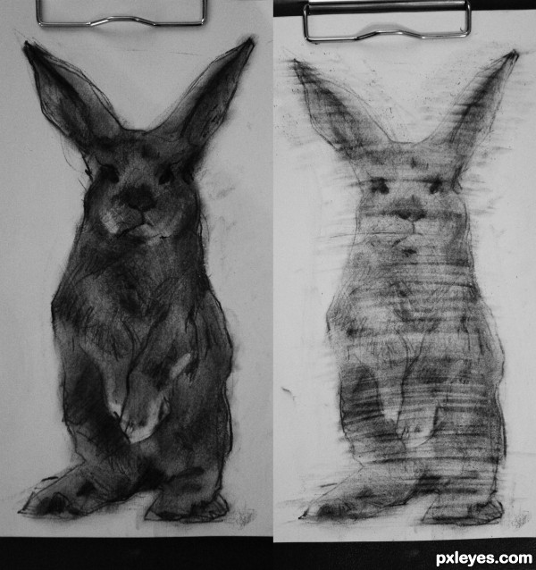 Creation of just bunny: Step 1