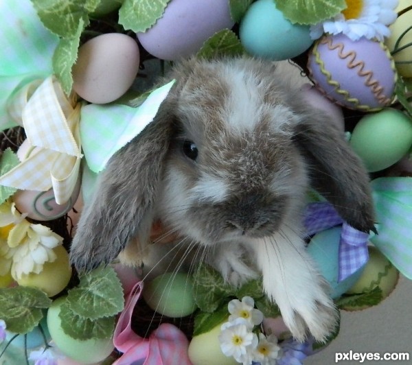 The Bunny "Nico" Jumping Hoops