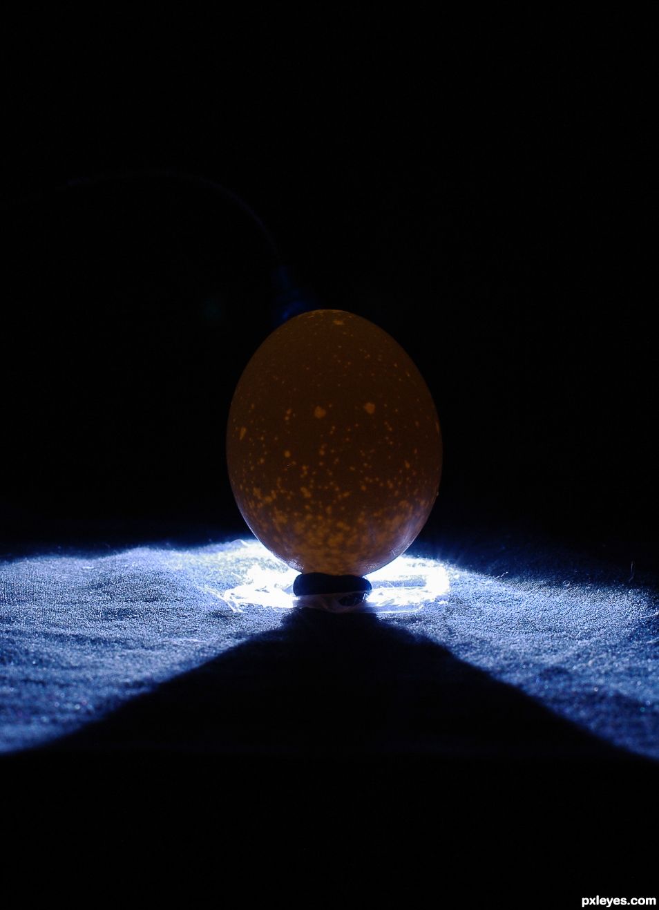 Egg