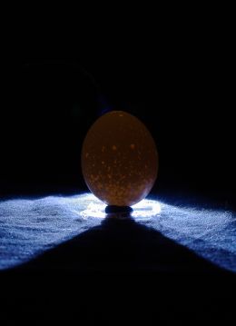 Egg