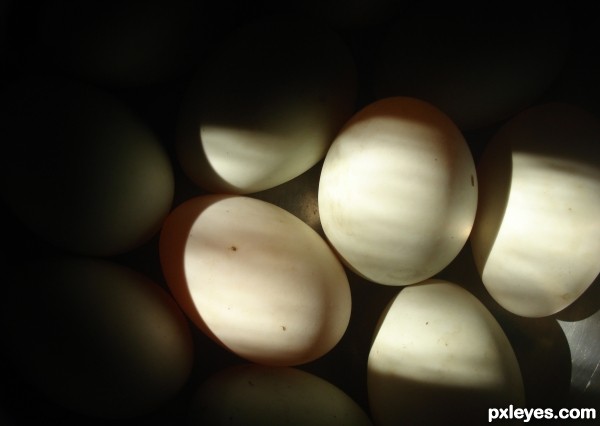 light & shadow on eggs