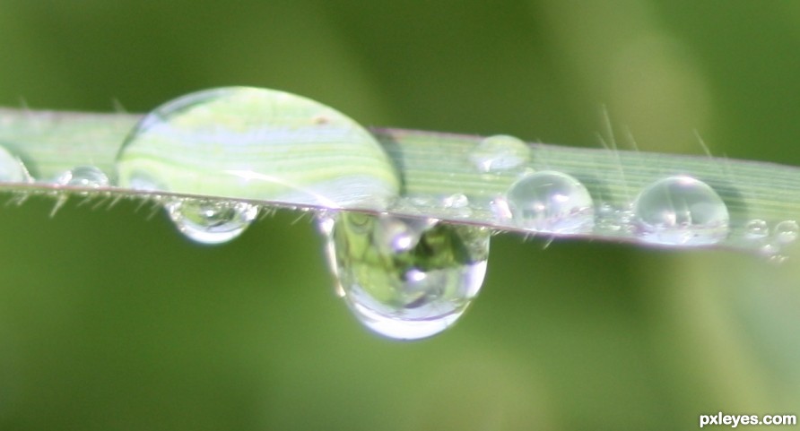 the dew drops