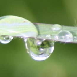 thedewdrops
