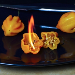 FieryHabaneros