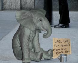 Panhandler Pachyderm