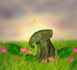 elephant in garden Picture