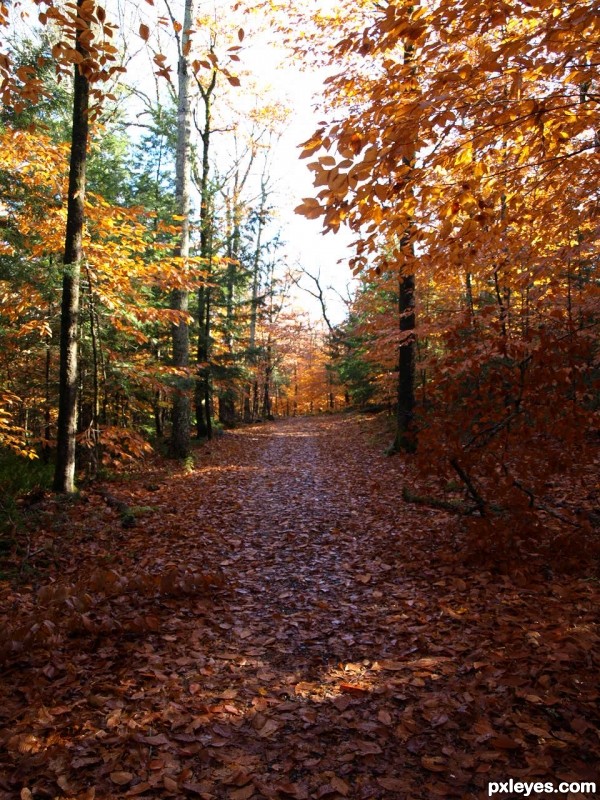 Fall IN New Brunswick