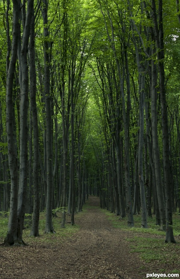 Forest path