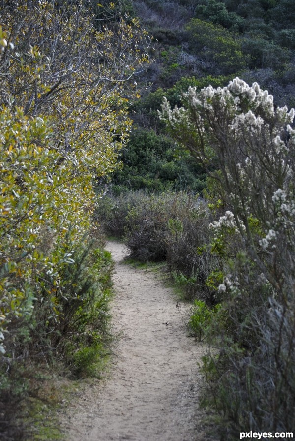 Lagoon Path