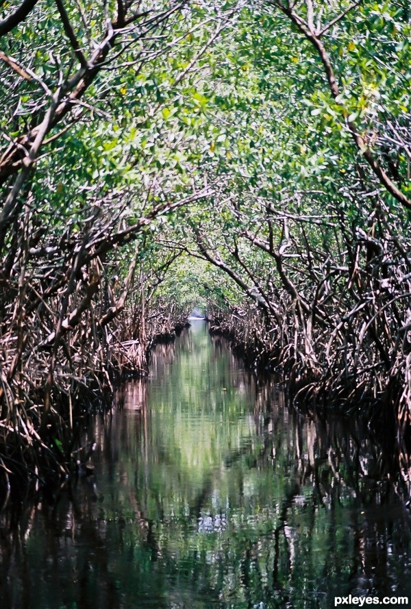 Mangroves