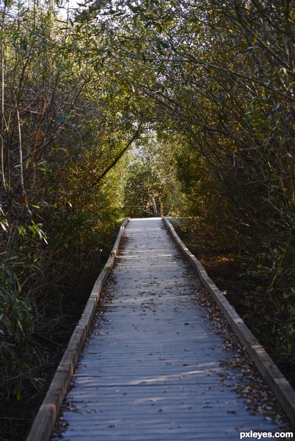 Over the Creek and Under the Trees