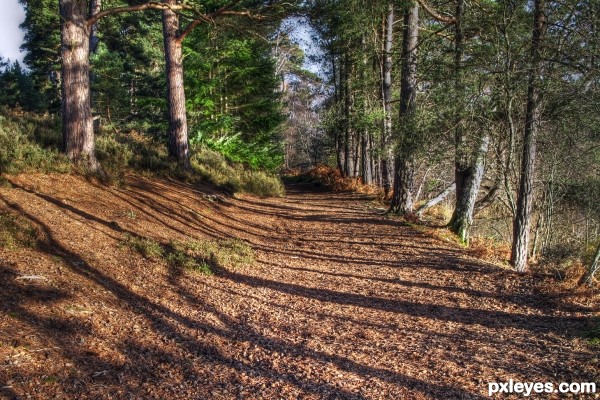 Shaded Path