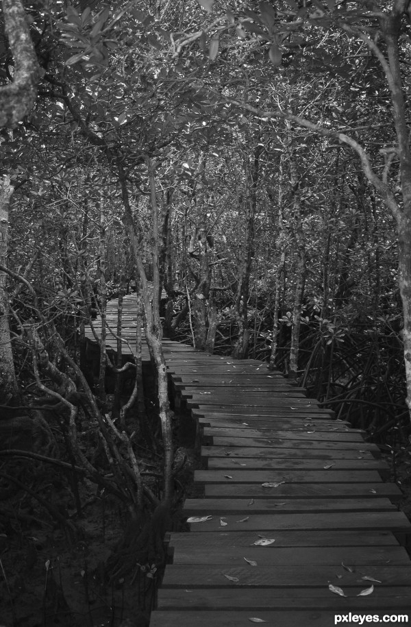 Through the mangrove swamp