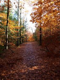 Fall IN New Brunswick