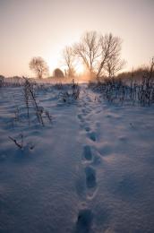 In the Snow Picture