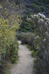 Lagoon Path Picture